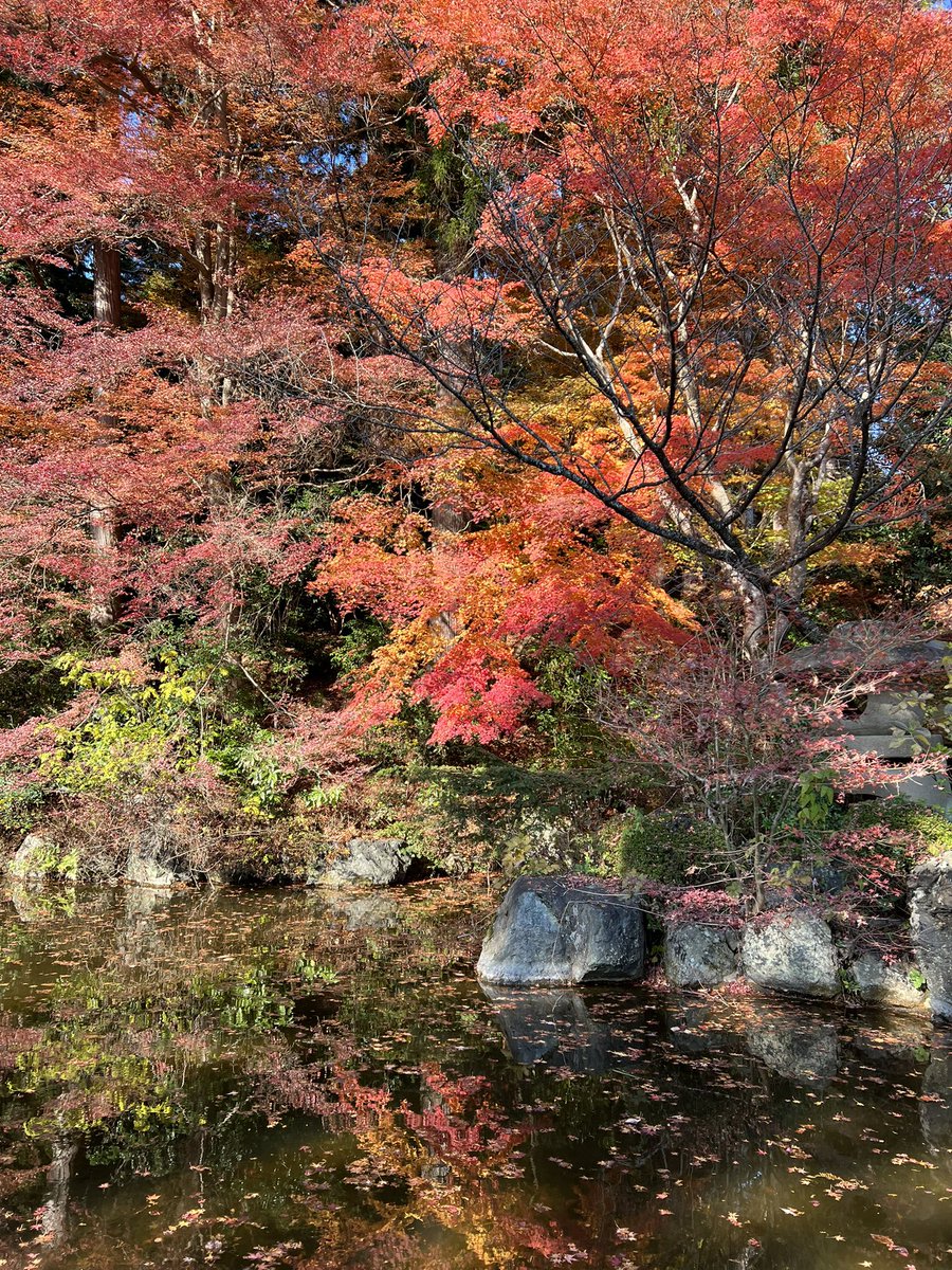 tocokyoto's tweet photo. 善峯寺の紅葉です🍁散っているものもありますが、見頃のもみじもあちこちでキラキラと色づいてます！ここは境内が広いし、見どころがたくさんで。お寺のテーマパークやなと思いました。笑 https://t.co/6BMN6je4G1