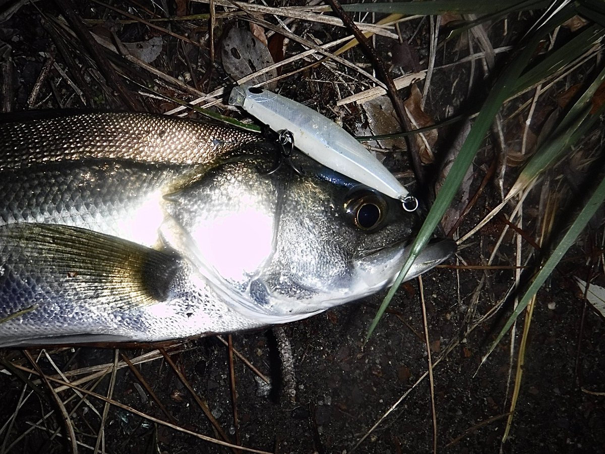 toshizou0036's tweet image. 帰りにふらっと寄った場所が60㎝までが爆🥺
スキッドスライダー95Sの2023年限定カラー【カビボラ】からスタート‼️

ボイルまで始まりスウィングウォブラーでも🤣
#fimo #fimoフィールドモニター 
#ポジドライブガレージ