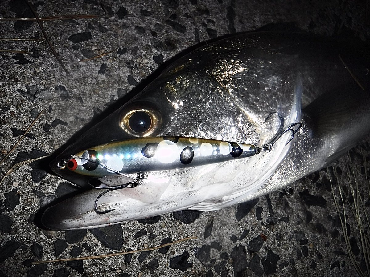 toshizou0036's tweet image. 帰りにふらっと寄った場所が60㎝までが爆🥺
スキッドスライダー95Sの2023年限定カラー【カビボラ】からスタート‼️

ボイルまで始まりスウィングウォブラーでも🤣
#fimo #fimoフィールドモニター 
#ポジドライブガレージ