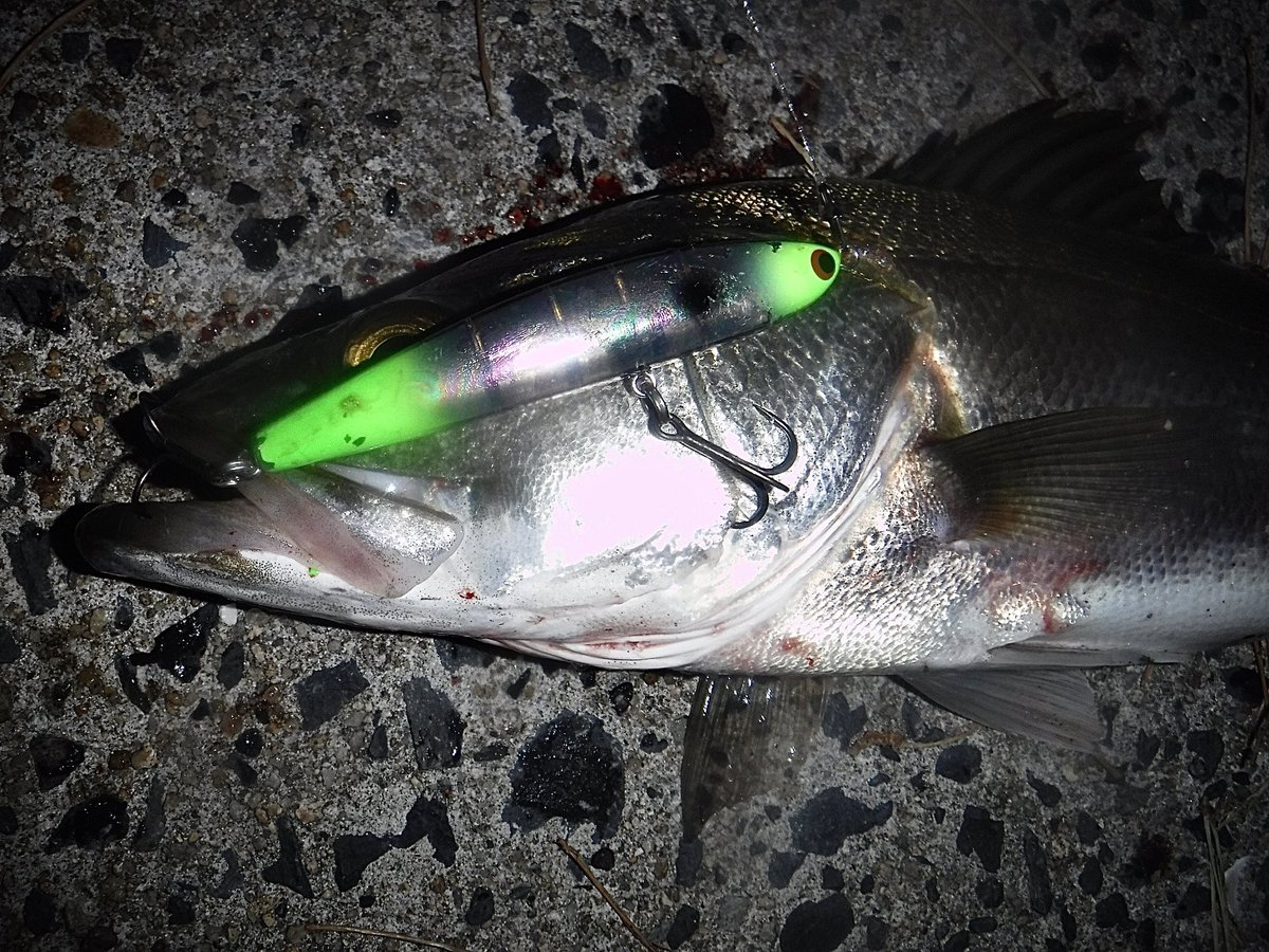 toshizou0036's tweet image. 帰りにふらっと寄った場所が60㎝までが爆🥺
スキッドスライダー95Sの2023年限定カラー【カビボラ】からスタート‼️

ボイルまで始まりスウィングウォブラーでも🤣
#fimo #fimoフィールドモニター 
#ポジドライブガレージ