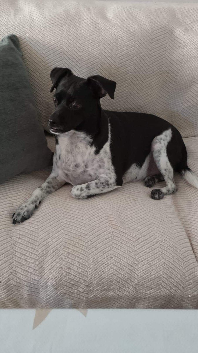 blauigrana12's tweet photo. Soy coco una bodeguera de 4 años.
Soy cojita de una patita pero hago vida normal.Peso 10 kg y me encanta pasear

Estoy al día de todo, y esterilizada por favor me ADOPTAS ?

Whats a Conchi al ￼⁨635 45 56 75⁩ Barcelona. https://t.co/1TMJz259qq