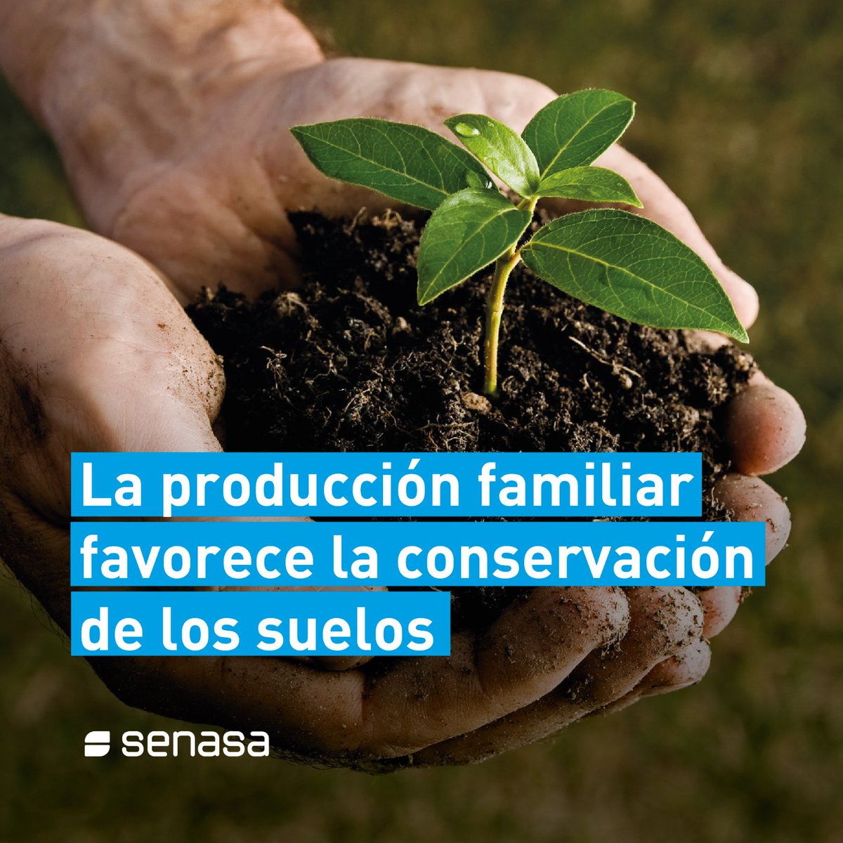 SenasaAR's tweet image. El #DíaMundialDelSuelo fue declarado por @UN para concientizar sobre la importancia y la relación entre el suelo y el agua para lograr sistemas agroalimentarios sostenibles y resilientes. El suelo garantiza la producción de alimentos saludables y favorece la biodiversidad.