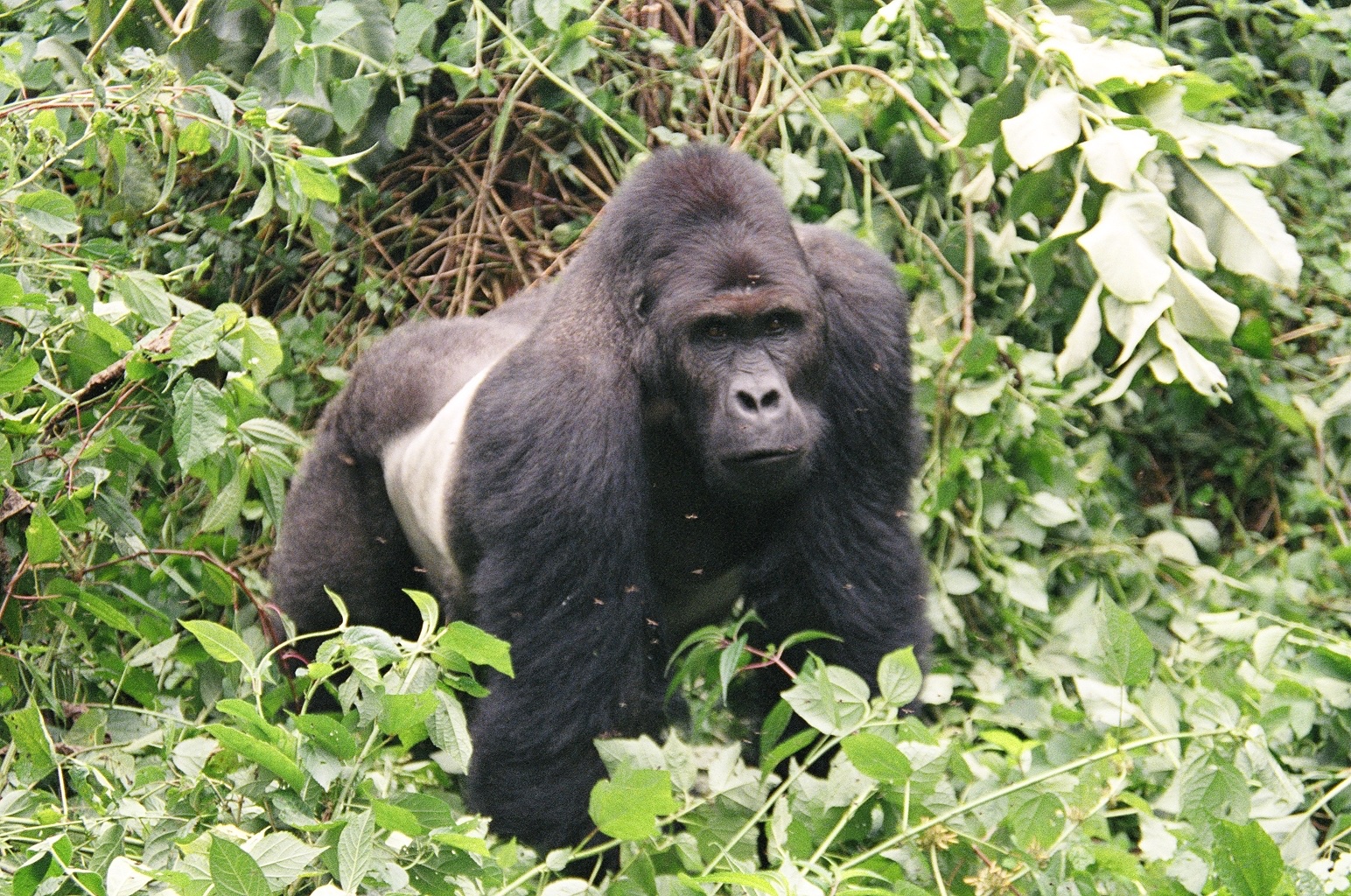 What are Gorilla Traps? 