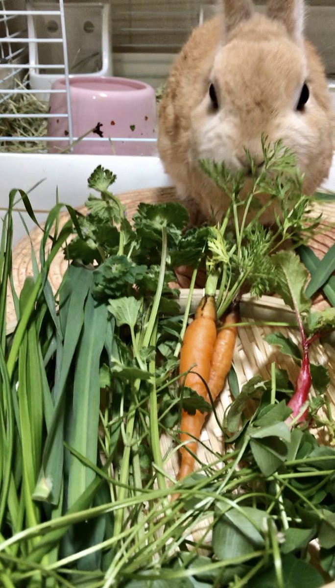 leopyon2525farm's tweet photo. 今日の牧草マイスターのフルコースがこちら🐰🍀

左から
イタリアンライグラス
オーツヘイ
七草ホトケノザ(畑の野草)
間引きにんじん
間引きラディッシュ2種
その下にホワイトクローバー

こういうのお裾分けしてみたいけど...まだまだ握力8では無理です🥲

#生牧草 #イタライ #オーツヘイ #北九州 https://t.co/LA6FDx1V1v