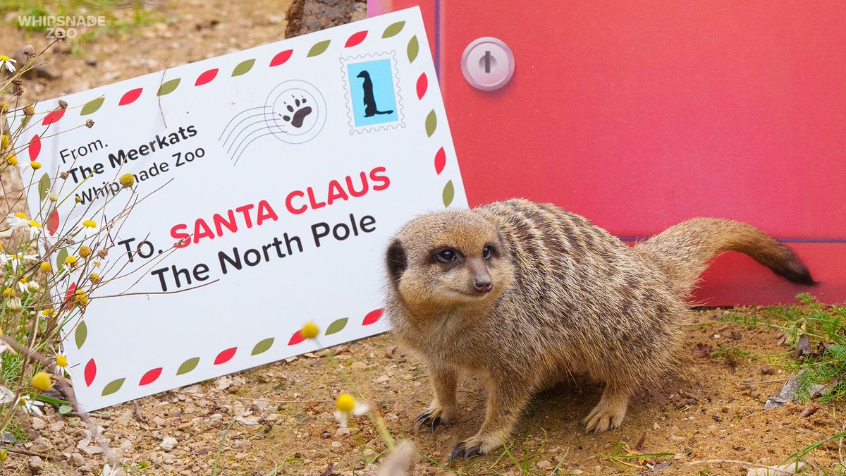 ZSLWhipsnadeZoo's tweet photo. Meerkats at Whipsnade, a #ConservationZoo, have posted their wish list to Santa as we kick off our #Christmas celebrations! Join in the fun with a jam-packed schedule, from craft workshops to animal talks: https://t.co/ftrpkOEOCg
Every visit supports @OfficialZSL's vital work. https://t.co/DmmtwzUK7B
