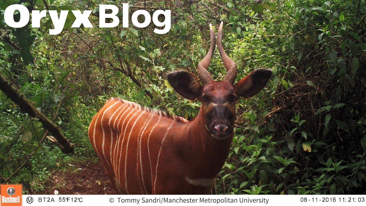 OryxTheJournal's tweet photo. You are probably familiar with the term bongo in the context of the well-known drums, but did you know it is also the name of a threatened antelope?🦌@TommySandri introduces us to the mountain bongo and the efforts to conserve this striking subspecies.

https://t.co/g8UmmmSujS https://t.co/EPxbm9dHqe