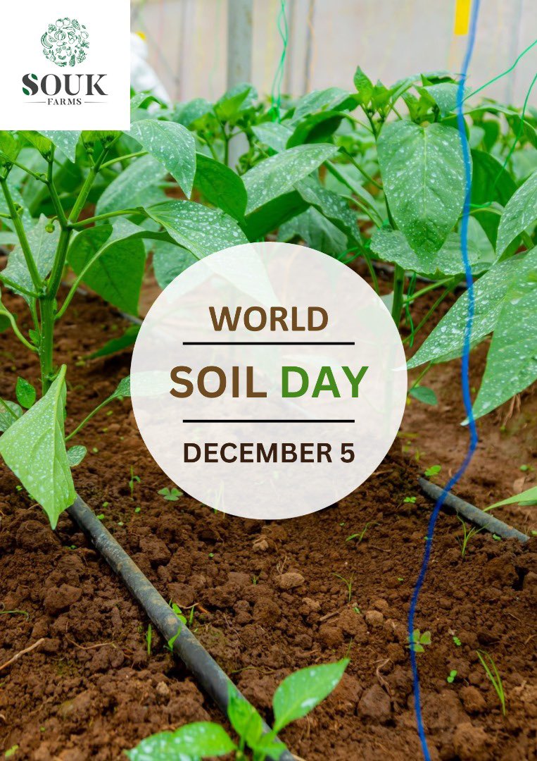 Souk Farms honors World Soil Day, recognizing the essential role of soil in shaping our sustainable journey. From nurturing roots to fostering life,soil is the heartbeat of our ecosystems.
#WorldSoilDay #SustainableHarvest #SoilShapesOurFuture