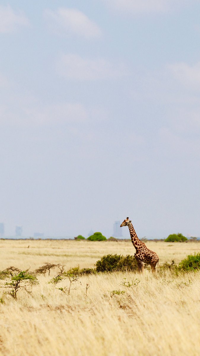 NairobiVisuals's tweet photo. QRT with your photography!  📸

Everyone can join! https://t.co/j8BvXPlZmb