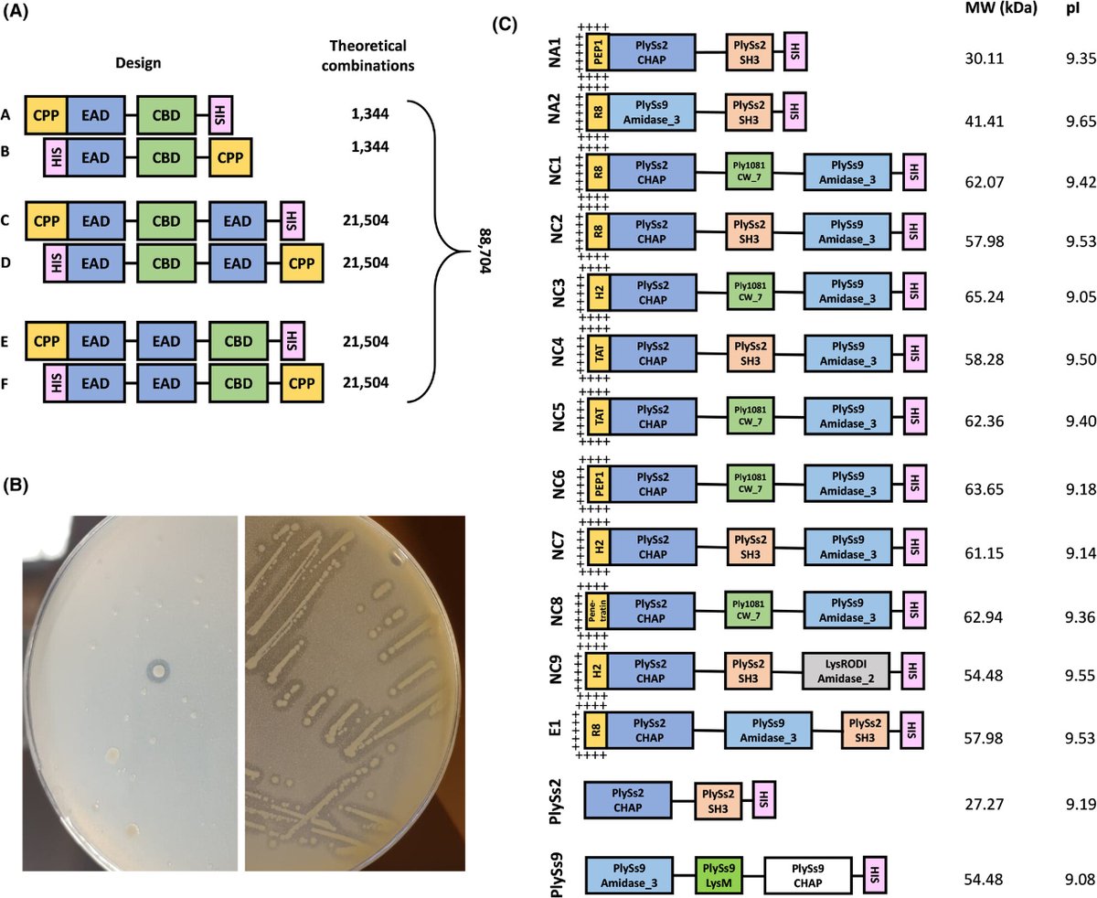 🏥🤱Vander Elst et al engineer powerful bacteriophage-derived endolysins targeting mastitis-causing bacteria Strep uberis, agalactiae &amp; dysgalactiae. They achieved a remarkable 4-log killing efficacy, destroying biofilms &amp; infiltrating mammary cells. ➡️ ami-journals.onlinelibrary.wiley.com/doi/10.1111/17…
