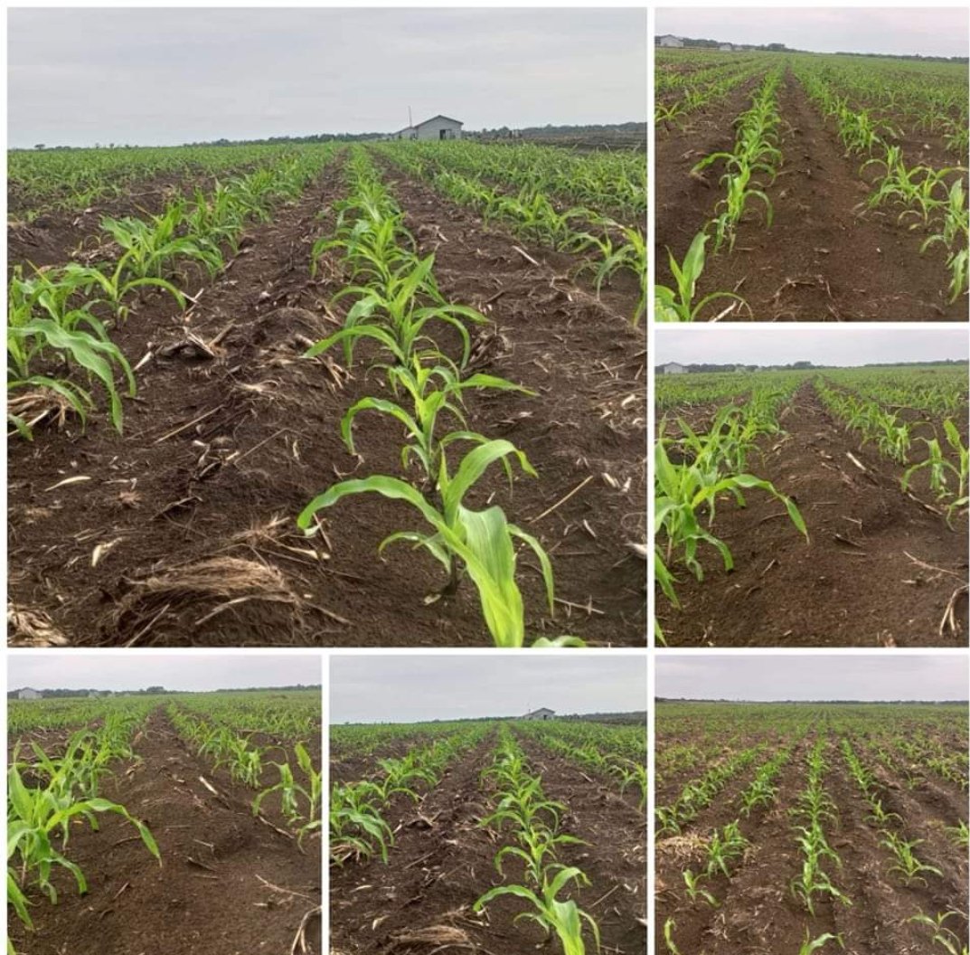 adamafooly's tweet image. Great exchanges with @akin_adesina on actionable perspectives for green sustainable agriculture + green energy infrastructure for accelerating economic transformation. Thank you 🙏🏽and looking forward continued🫱🏽‍🫲🏾 in Congo.
#FutureSmartAfrica 
#SDGacceleration