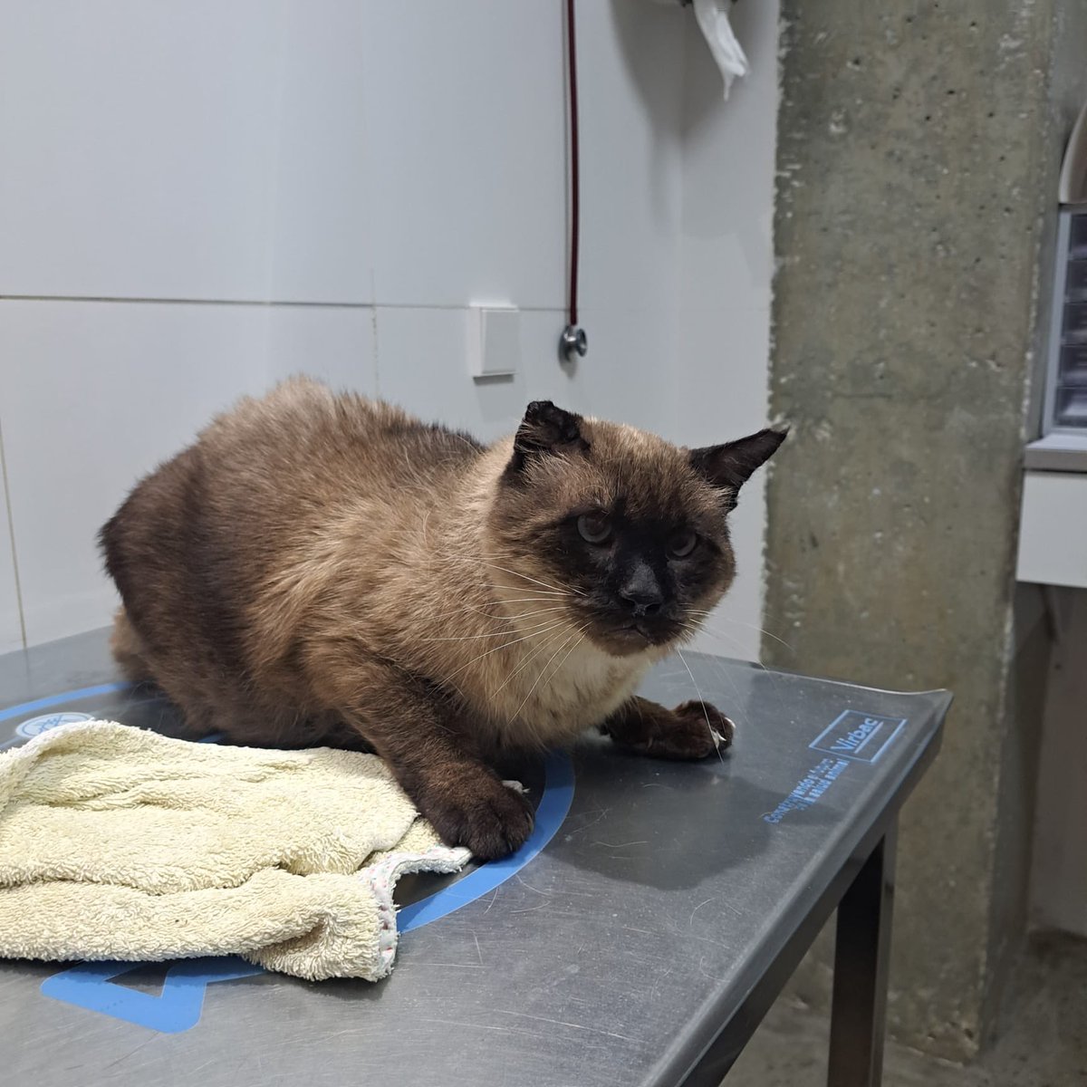 Jack is at the vets . Not good he is not breathing well 😞I’ll keep you all posted . #meezer #siamese #cat #rescuedcat #cats #CatsOfX @SiameseRescueUK