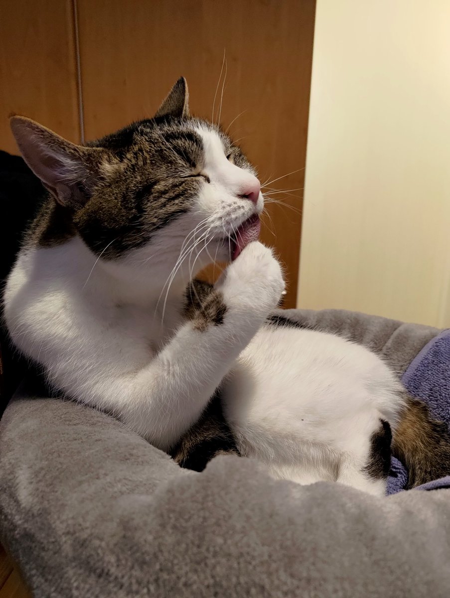 CrafKitty's tweet photo. Ladylike enough? 💁 #CatsOfX #bathtime https://t.co/Ngpp9z3pZX