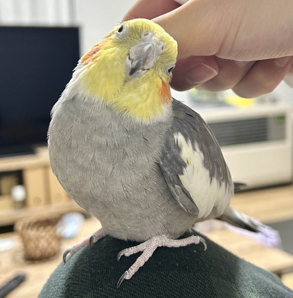 オカメインコ