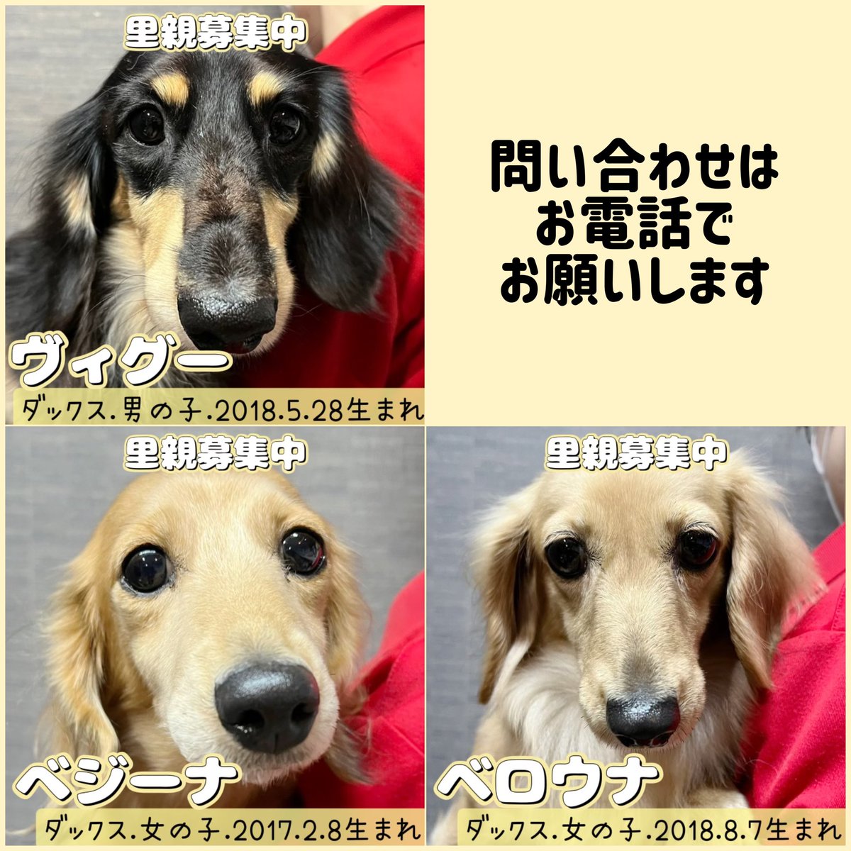 hogokencafet's tweet photo. #里親募集中 の子達です🐾
家族に出会えますように🍀

※譲渡には審査があります
※他の店舗へ移動している可能性があります

⚠️問い合わせはお電話でお願いします
#保護犬カフェ鶴橋店
🐶06-4309-8715
#保護猫カフェ鶴橋店
🐱06-4307-4715

#毎日ふれあい譲渡会 #里親募集型カフェ #ラブファイブ https://t.co/P0d4CJFYPG