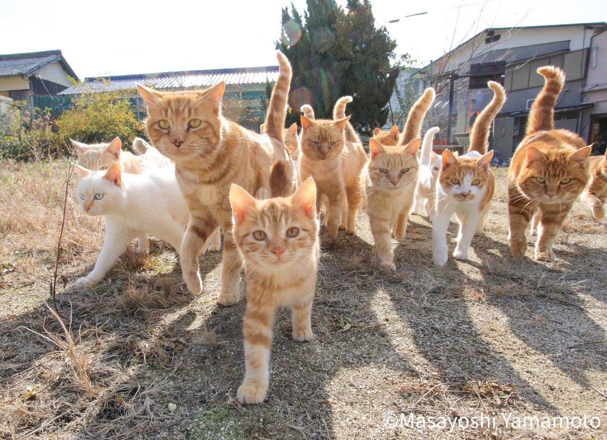 nekoiroiro's tweet photo. ちんあニャごでずんずんずん。

#ねこ #猫 #cat #ずんずんずん https://t.co/e3lAFfmof3