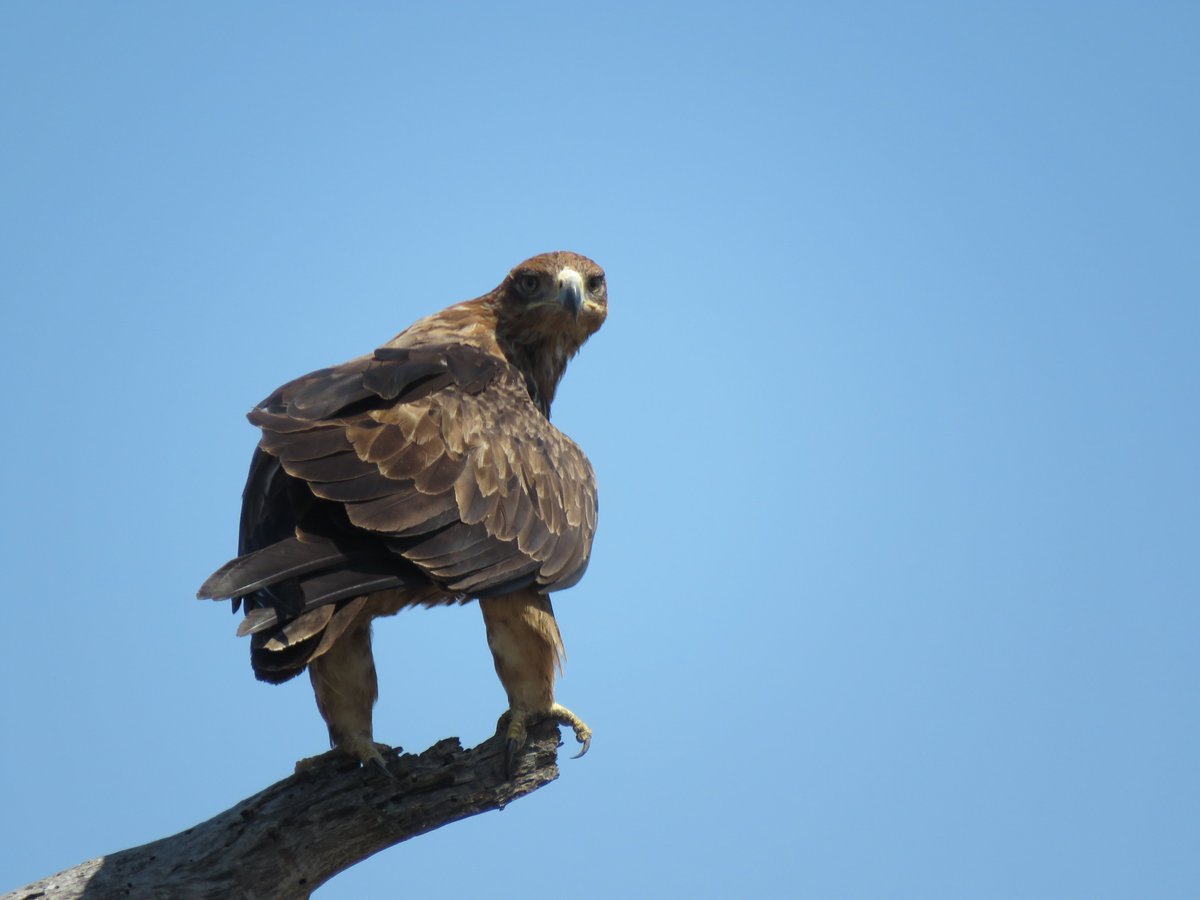 Interested in working in South Africa on Raptors??? We are recruiting for a post-doctoral quantitative raptor ecologist to work @Fitztitute with @Meg_Murg and myself on a range of raptor projects. Details here: science.uct.ac.za/fitzpatrick/fi… please RT #ornithology #Ecology