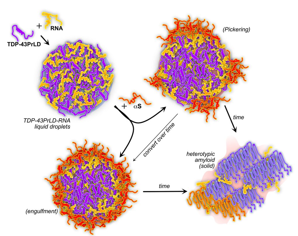 rangachari lab (vijay) (@rangacharil) on Twitter photo Excited to share our work detailing the intriguing role of a-Synuclein acting as a Pickering agent on TDP-43-RNA condensates and Stress granules to promote heterotypic amyloids - Out in <a href="/CommsBio/">Communications Biology</a>. @Dhakal_Shailu <a href="/photonecho/">Ayanjeet Ghosh</a> <a href="/Azinmirzazadeh/">Azin Mirzazadeh</a> <a href="/MalayMandol/">Malay Mondal</a> nature.com/articles/s4200… Excited to share our work detailing the intriguing role of a-Synuclein acting as a Pickering agent on TDP-43-RNA condensates and Stress granules to promote heterotypic amyloids - Out in <a href="/CommsBio/">Communications Biology</a>. @Dhakal_Shailu <a href="/photonecho/">Ayanjeet Ghosh</a> <a href="/Azinmirzazadeh/">Azin Mirzazadeh</a> <a href="/MalayMandol/">Malay Mondal</a> nature.com/articles/s4200…