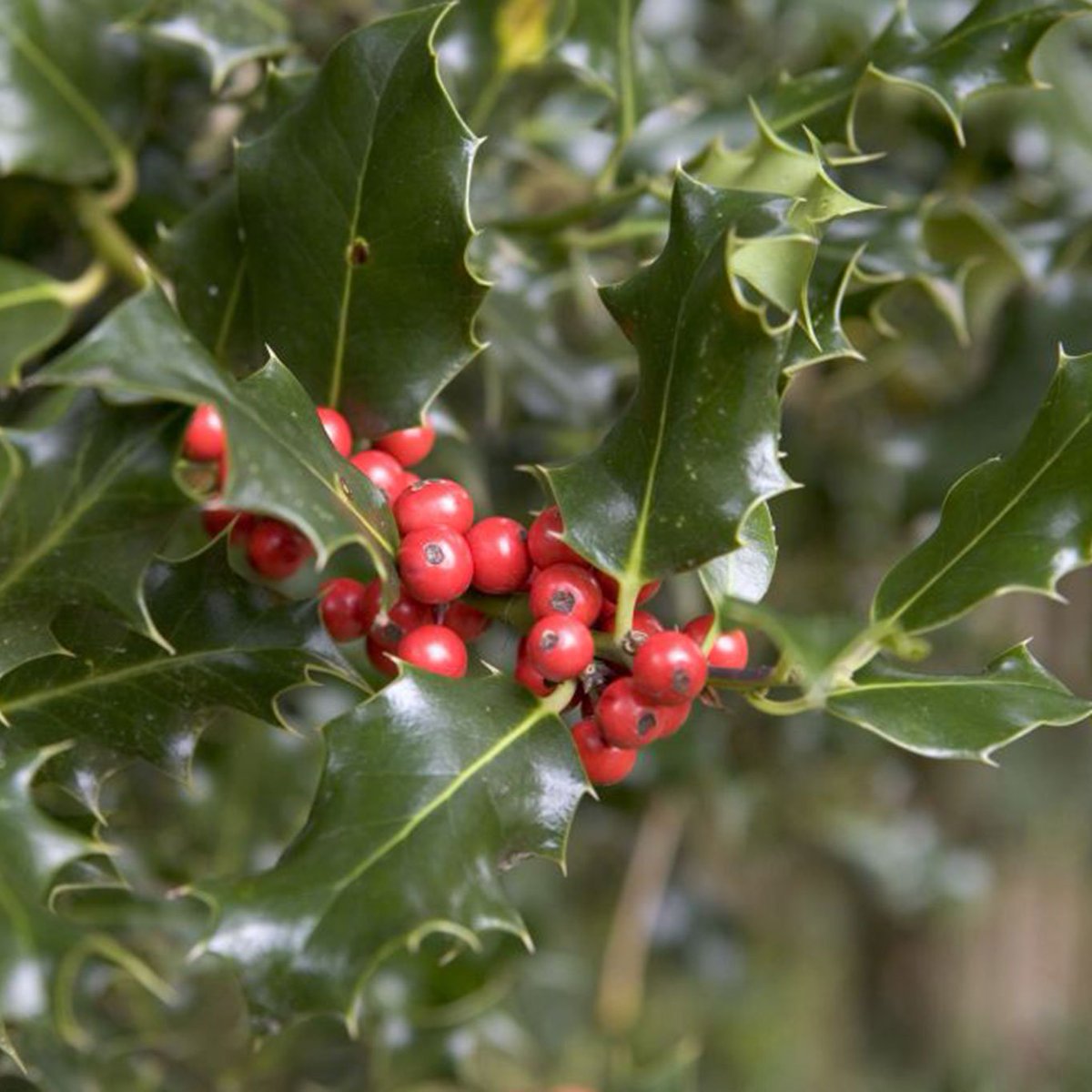 Winter Wonder Guided Walk 10/12 1pm - 4pm Join us for a walk with your family and/or friends to admire ivy, holly, red berries and robins on our annual winter walk. Free: tickettailor.com/events/thefrie…?
