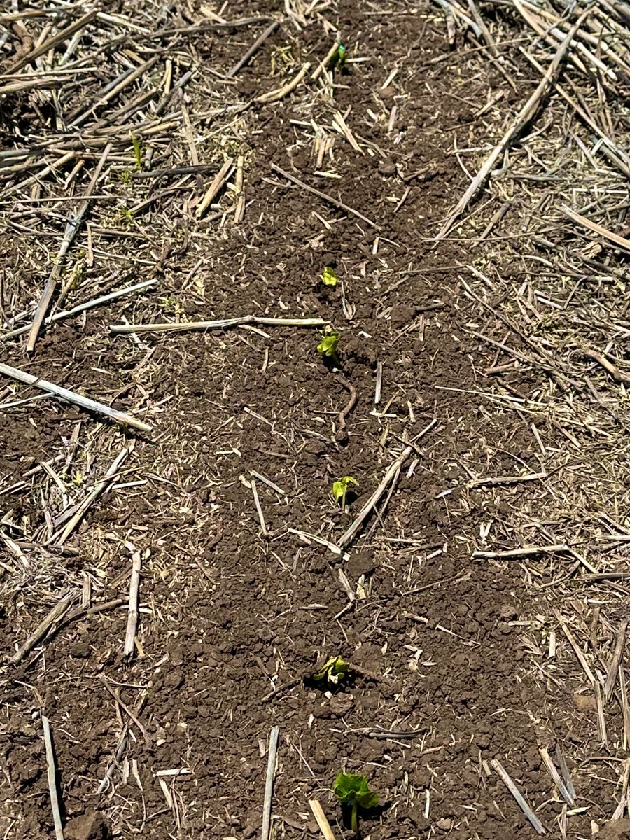 Tom Luff tweet media