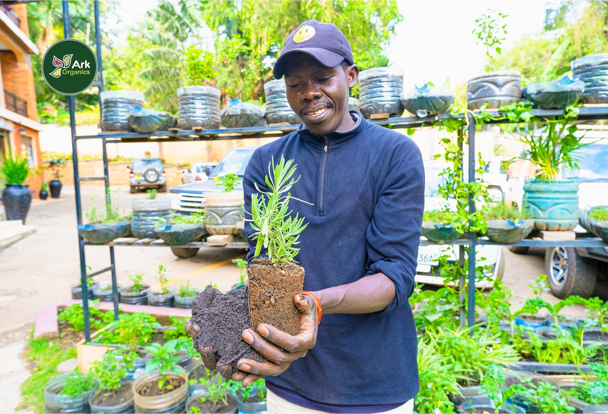 ArkOrganics's tweet photo. The plants at the Ark Organics receive the best care so that when they reach your home they are ready to start there new life with you.
#arkorganics #eastafrica #madeinafrica #organicstore #veganstore #vegeterianstore #kampala #supportlocalbusinesses #farmtotable https://t.co/6hyo8l537o