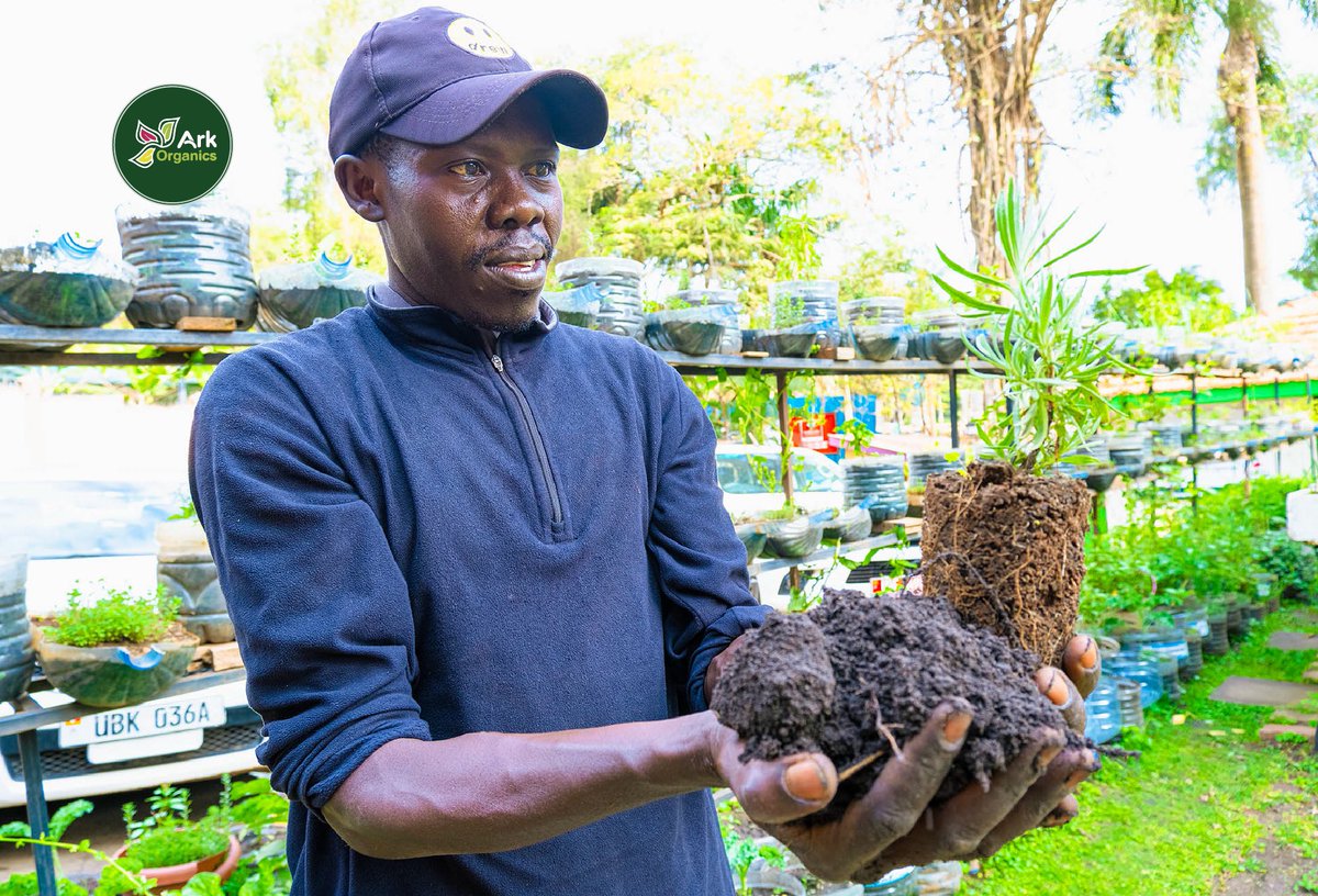 ArkOrganics's tweet photo. The plants at the Ark Organics receive the best care so that when they reach your home they are ready to start there new life with you.
#arkorganics #eastafrica #madeinafrica #organicstore #veganstore #vegeterianstore #kampala #supportlocalbusinesses #farmtotable https://t.co/6hyo8l537o