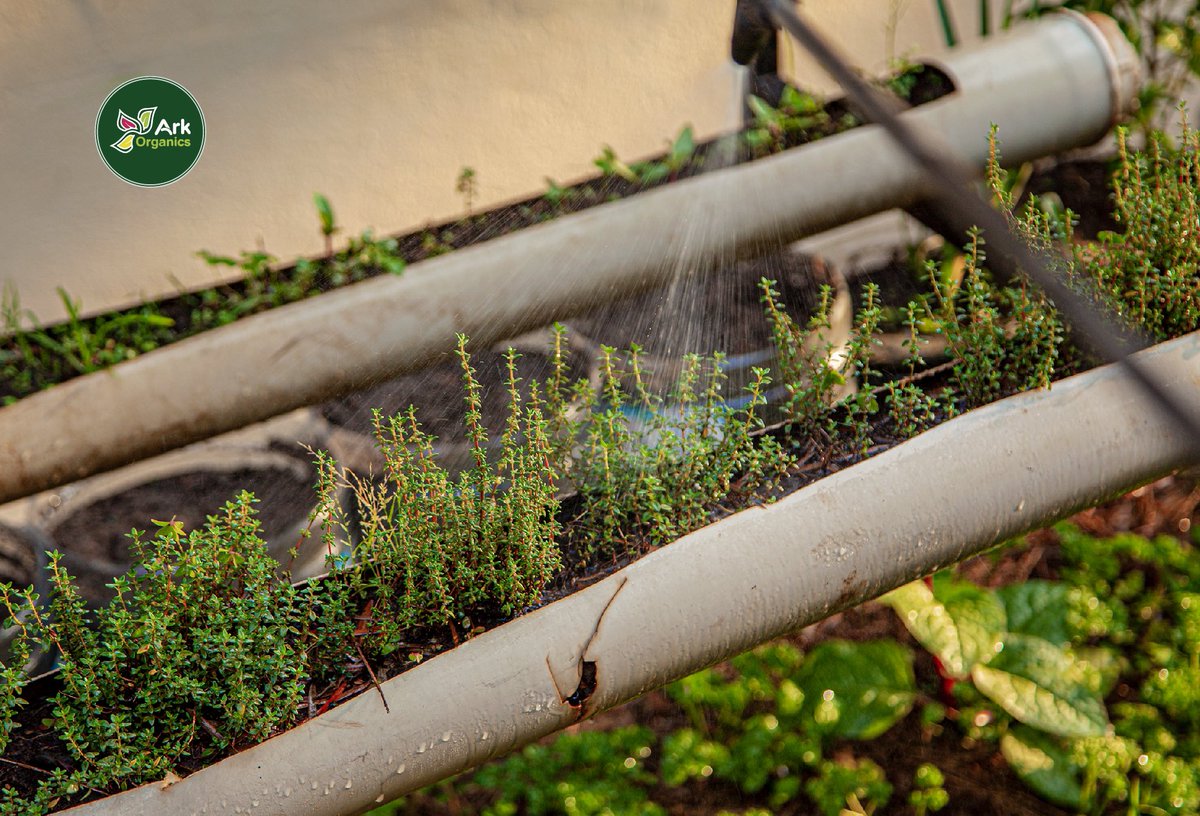 ArkOrganics's tweet photo. The plants at the Ark Organics receive the best care so that when they reach your home they are ready to start there new life with you.
#arkorganics #eastafrica #madeinafrica #organicstore #veganstore #vegeterianstore #kampala #supportlocalbusinesses #farmtotable https://t.co/6hyo8l537o