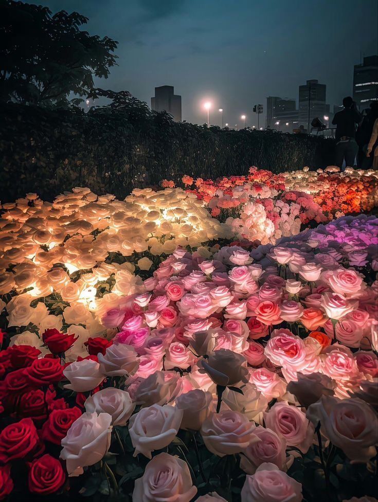 aestheticspost_'s tweet image. roses at night.