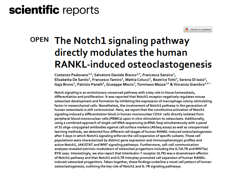 BFXMazzaLab's tweet photo. [1/3] The role of the #Notch1 pathway is still controversial in the generation of human osteoclasts. As a result of our great collaboration with Vincenzo Giambra's lab at @operapadrepio 
https://t.co/I61Dv5uWj1 https://t.co/eoe1wBXdZ1