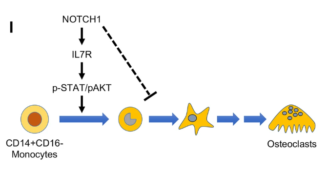 BFXMazzaLab's tweet photo. [1/3] The role of the #Notch1 pathway is still controversial in the generation of human osteoclasts. As a result of our great collaboration with Vincenzo Giambra's lab at @operapadrepio 
https://t.co/I61Dv5uWj1 https://t.co/eoe1wBXdZ1