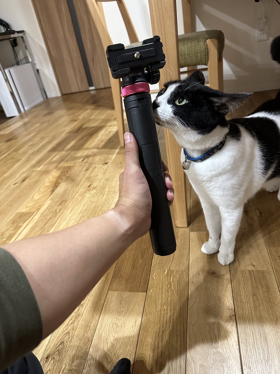 yuuhito07's tweet photo. MT-07で三脚背負って撮影出掛けたく無いので
『Ulanzi MT-44』
Amazonセールで購入。
安く細く軽い反面、分かっていたが重いレンズは無理でした…
これならバッグにも入るので、軽い単焦点持ってドライブ行けそうです🏍️💨

#mt07 #mt44 #Amazonセール #猫のいるくらし #バイク好き https://t.co/yZxzxkcSNN