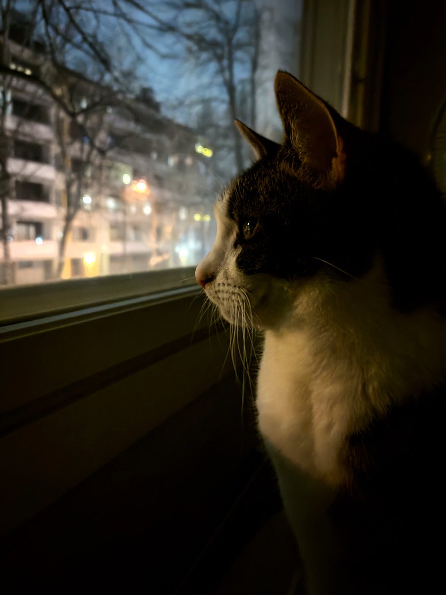 CrafKitty's tweet photo. Forever watching, forever vigilant... #CatsOfX https://t.co/qQnOLlbpkk