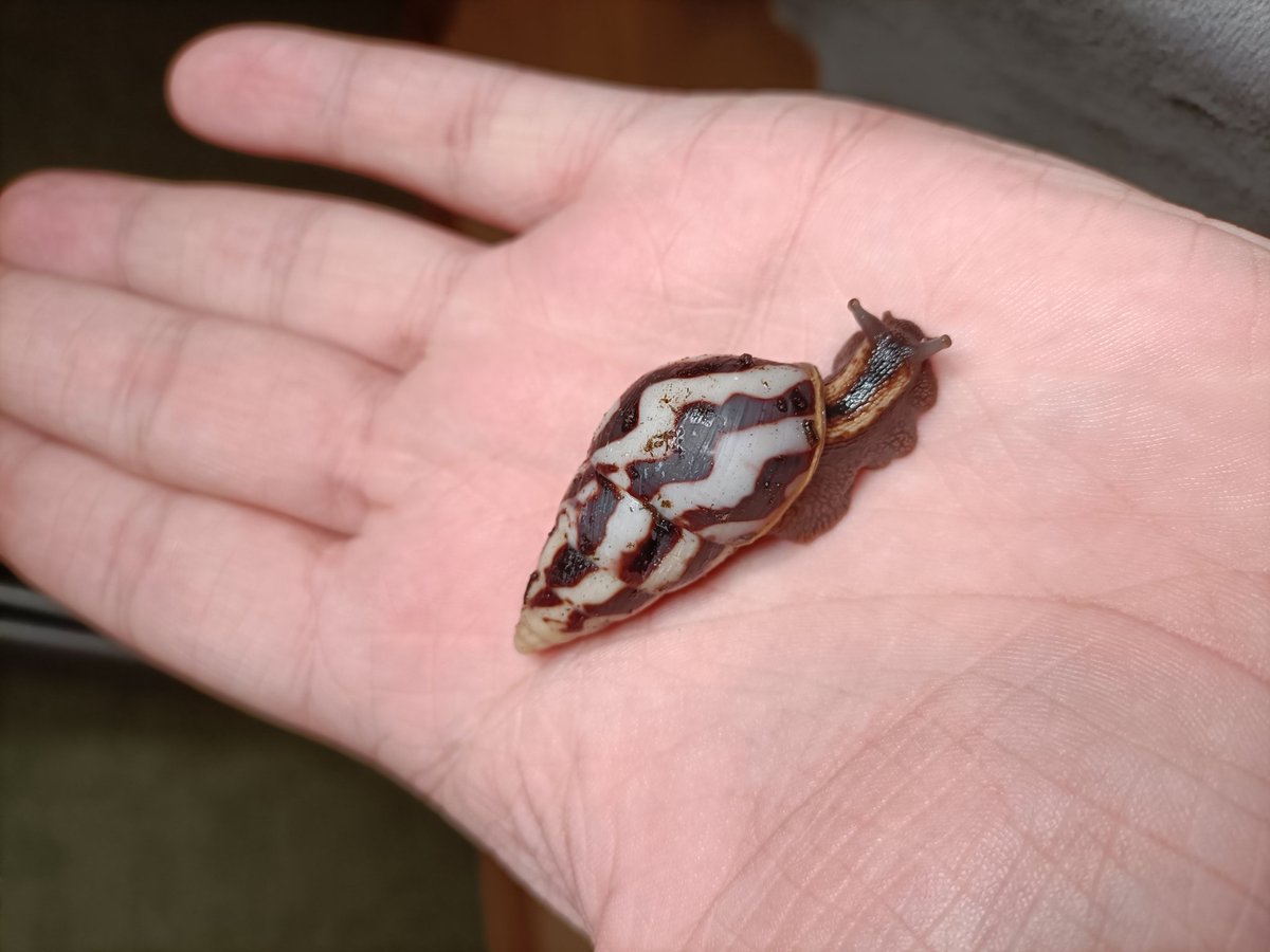 saph_snails's tweet photo. The most unique of my limis for some reason she just doesn't have any pattern in her shells tip https://t.co/3OBuQmw8Gr
