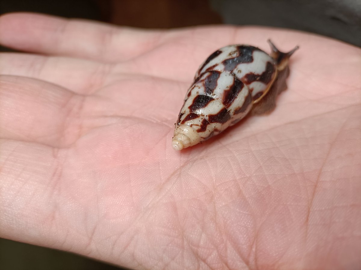 saph_snails's tweet photo. The most unique of my limis for some reason she just doesn't have any pattern in her shells tip https://t.co/3OBuQmw8Gr