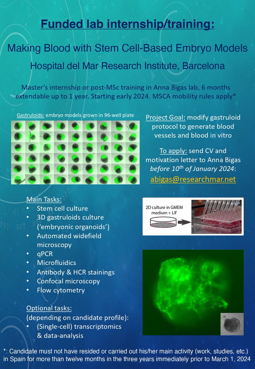 Funded lab internship/training position available in Anna Bigas lab! Project goal: generate blood vessels and blood stem cells in vitro with stem-cell based embryo models (gastruloids). See poster for details and contact information.