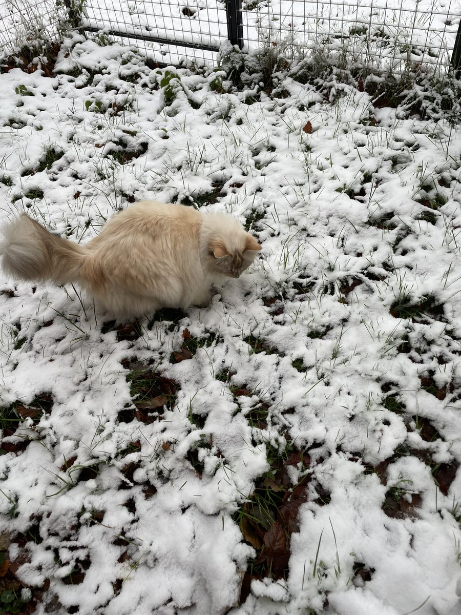 Kimi ging in de sneeuw… ik niet ben toch niet gek!