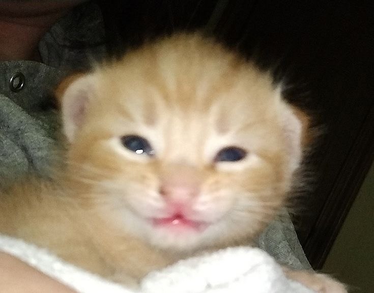 Seta99130909's tweet photo. Я снова увязла в болоте под названием "корейские манхвы про перерождение" https://t.co/vzcgyOeQt8
