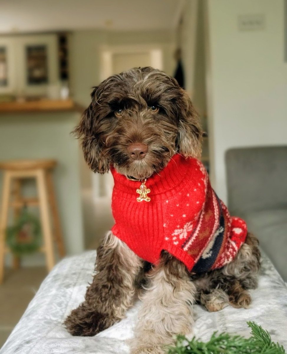 houndandblossom's tweet photo. Happy Tuesday Furry Friends from Wilf the #sproodle. Doesn't he look cute in his Christmas jumper &amp; #gingerbread ID tag! #cutedog

#dogsofX
#tuesdayvibe 
#festivedog 
#dogmom
#fujiphotography

@houndandblossom https://t.co/ycNsIUQQEn