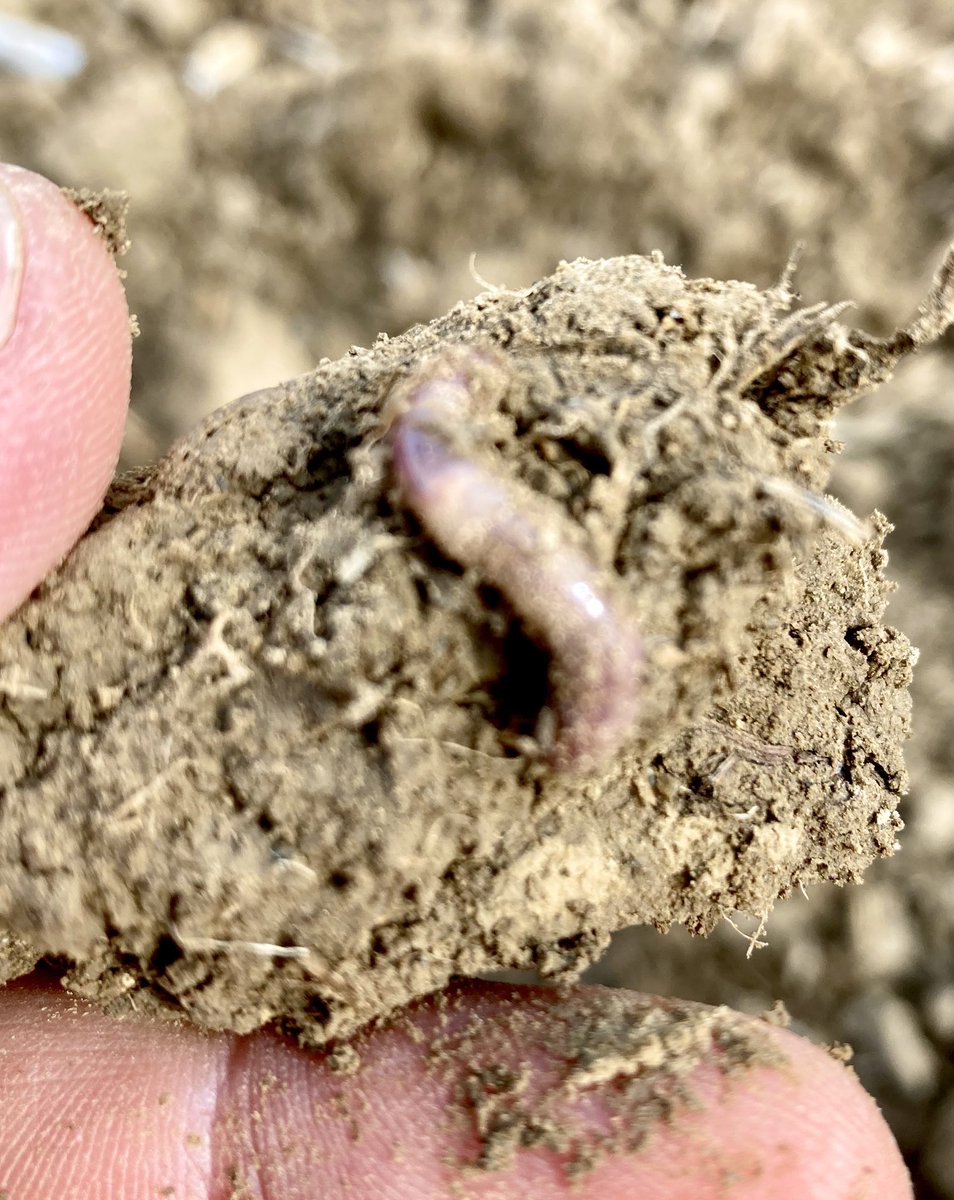 Erichshof's tweet photo. Am #Weltbodentag ein paar Bilder von Unserem Boden. Der Grundlage unserer Lebensmittelerzeugung, die wir sorgsam nutzen und bewahren. #heute_morgen_immer 
#Weltbodentag2023 #worldsoilday https://t.co/Vj9oC0NPGt