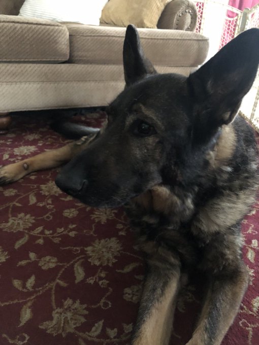Lost one of the best dogs yesterday. We will meet again one day bub. https://t.co/ysNN5z9Qru