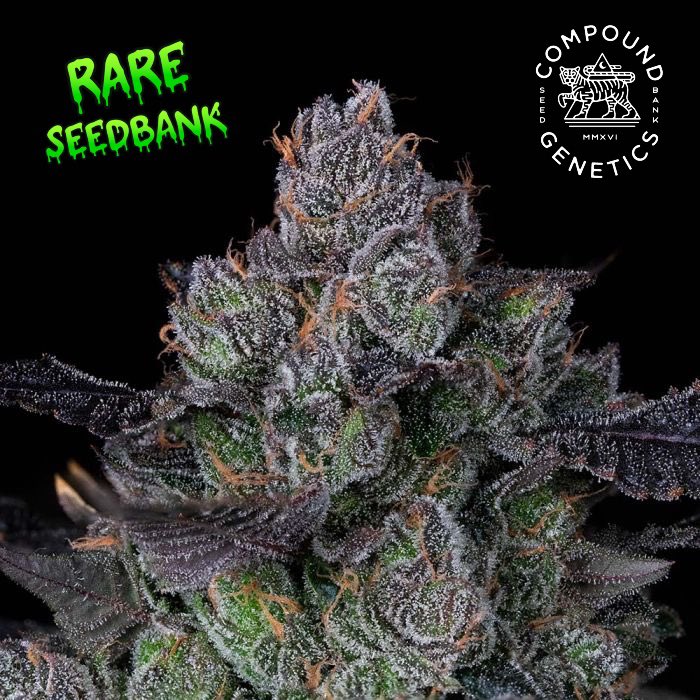 Perzimmon by Compound Genetics, a delightful blend of new-school and old-school genetics!  Born from the union of Rainbow Cheddar and Gastro Pop, this hybrid inherits Zkittlez and UK Cheese excellence. 🍊💨 Enjoy a sweet candy flavor with funky cheese undertones.