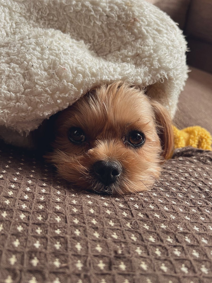 rinrinrickey's tweet photo. ぼく、おっきなぼうしかぶる
#japan 
#日本 
#ヨークシャテリア
#シーズー
#mix犬
#ミックス犬
#犬のいる暮らし
#犬のいる幸せ 
#犬のいる生活
#犬好きさんと繋がりたい
#チューバッカ犬 https://t.co/oMzoLYONIB