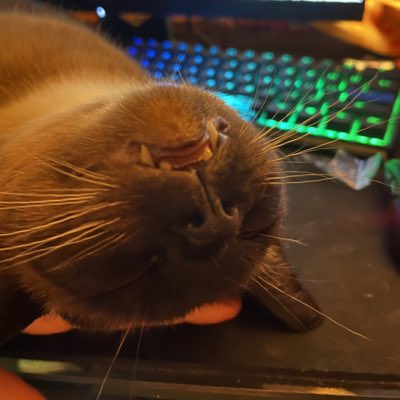CatMan tweet media