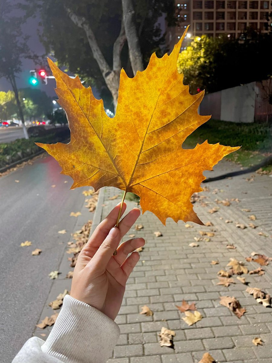 Dorothy6665's tweet photo. 落ち葉🍂憧れ

たとえ一人でも幸せならいいよ😌 https://t.co/5YPgXX2JDZ