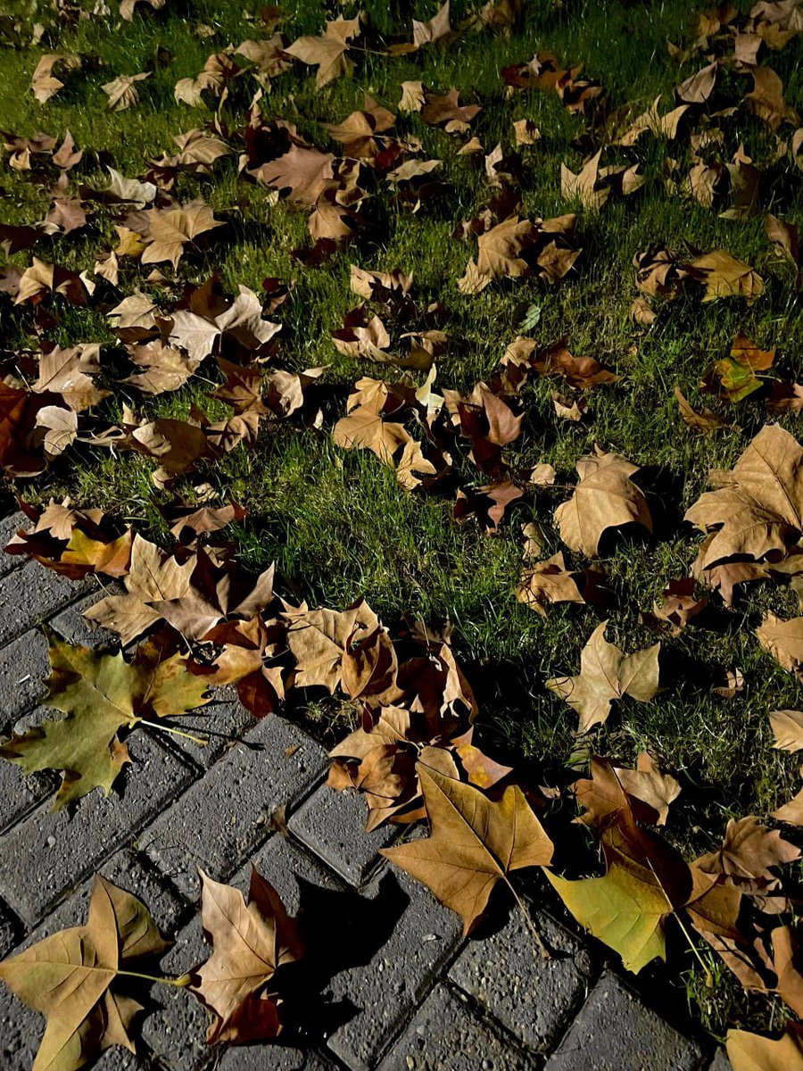 Dorothy6665's tweet photo. 落ち葉🍂憧れ

たとえ一人でも幸せならいいよ😌 https://t.co/5YPgXX2JDZ