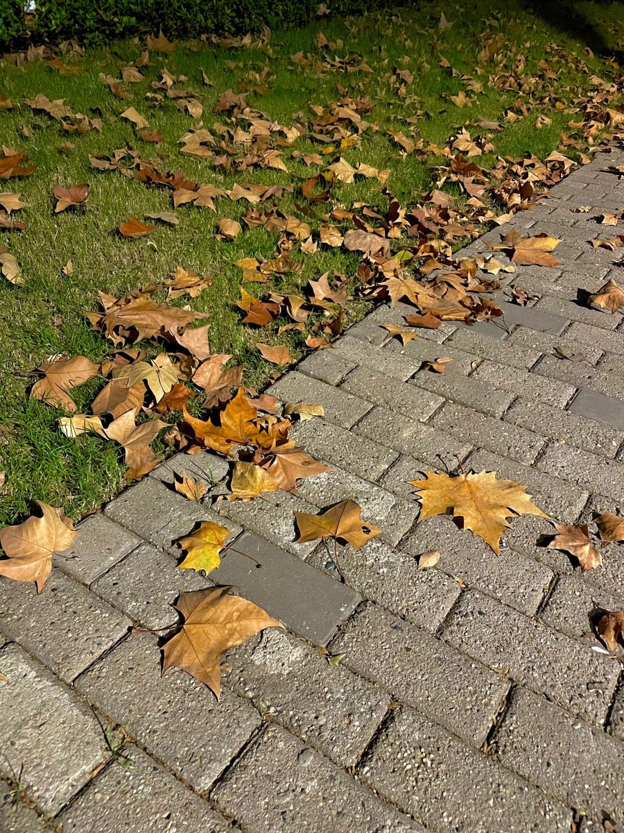 Venus20869111's tweet photo. 落ち葉🍂憧れ

たとえ一人でも幸せならいいよ😌 https://t.co/DxGTq561Ud