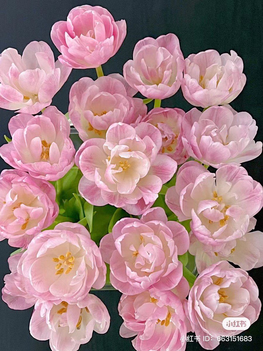 piinkibun's tweet photo. pink flowers <3 https://t.co/x9dXHqDw6V