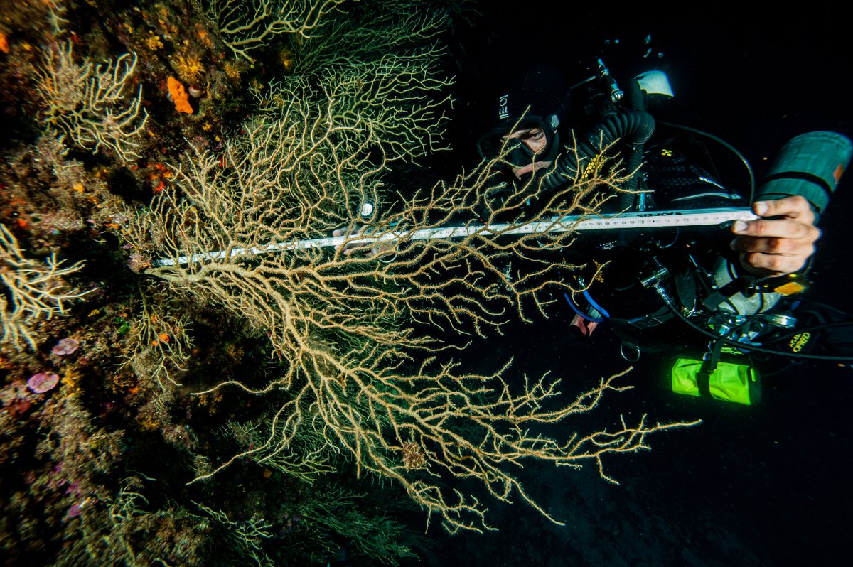 🔴I #ICMNEWS I🔴 🗞️Un article publicat recentment a @GlobalChangeBio alerta que el 80% del corall del nord-oest del Mediterrani es troba en un estat molt delicat per culpa de les onades de calor marines dels últims anys👇  🔗icm.csic.es/ca/noticia/les…