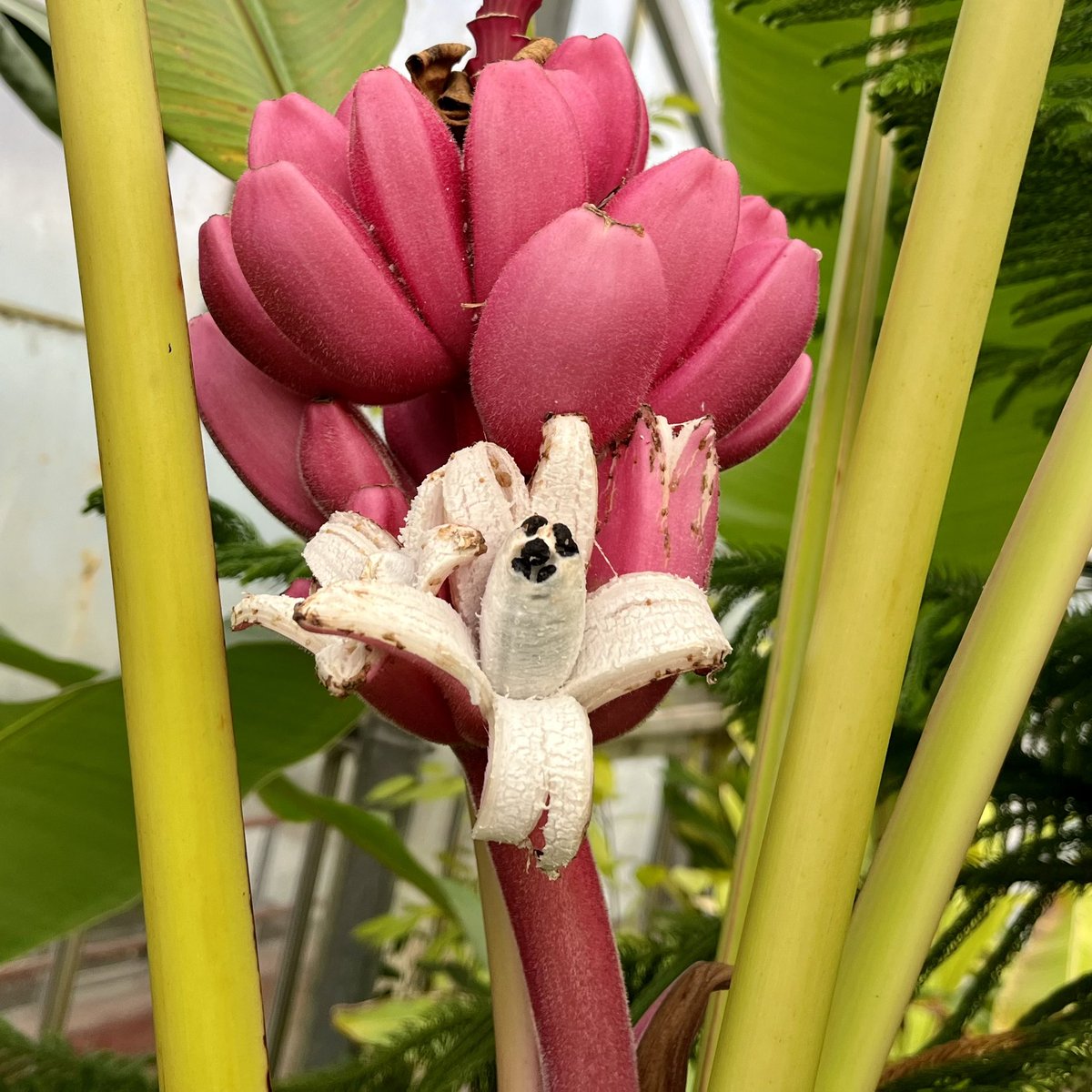 #GingerPlantOfTheWeek is a fruiting banana (#Musaceae), Musa velutina, <a href="/TheBotanics/">Royal Botanic Garden Edinburgh</a> in Edinburgh data.rbge.org.uk/living/19951538 *B originally collected in Arunchal Pradesh, India, in 1994 during the Namdapha Rain Forest Project.