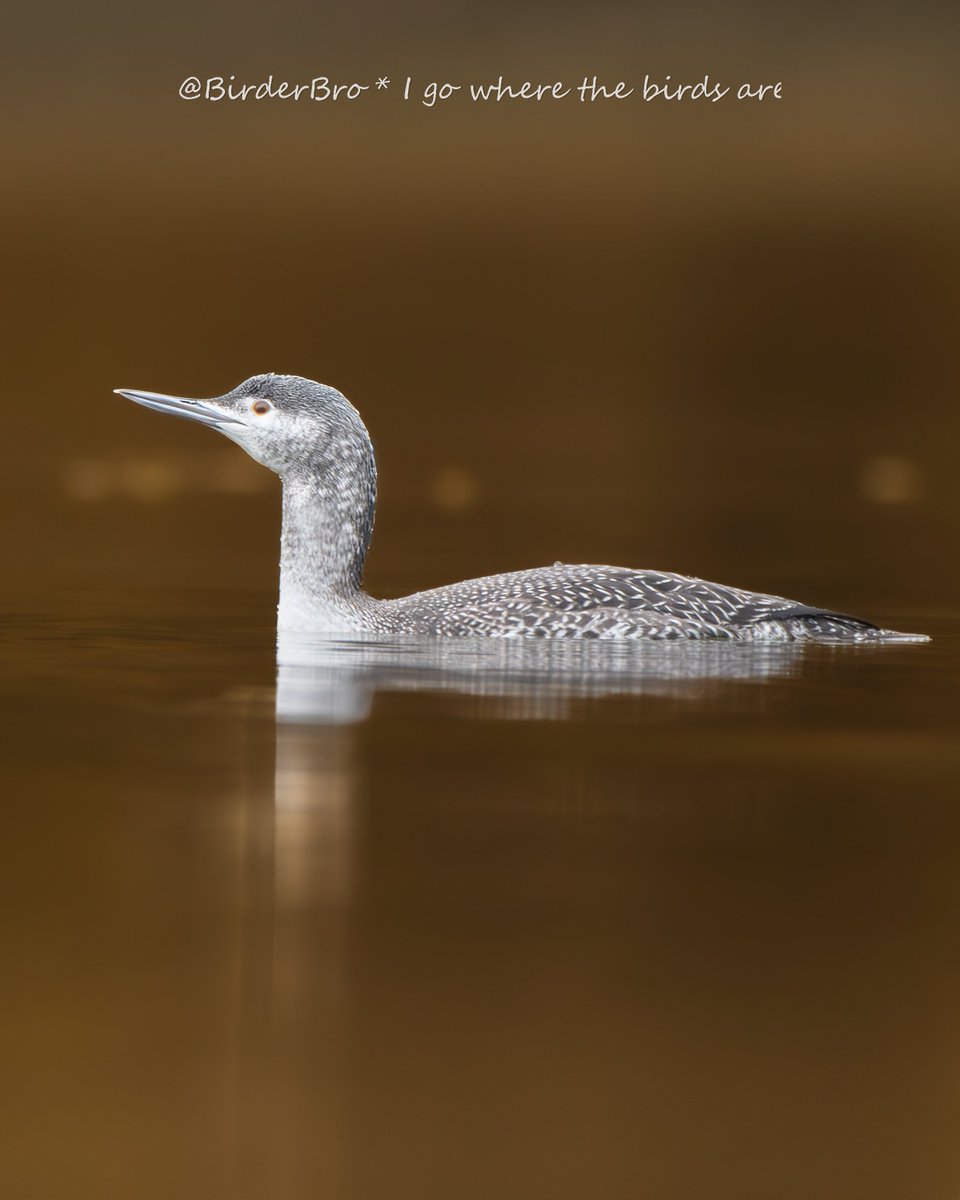 🚨SeabirdOfTheYear🚨
Affected by offshore windfarms, RED-THROATED LOON points 2 difficult balancing act b/w #environmental & species protection. We need #FossilFuelPhaseOut now, but  #renewables expansion can't harm #biodiversity🌱.
 ~
#ClimateCrisis #ClimateAction #conservation