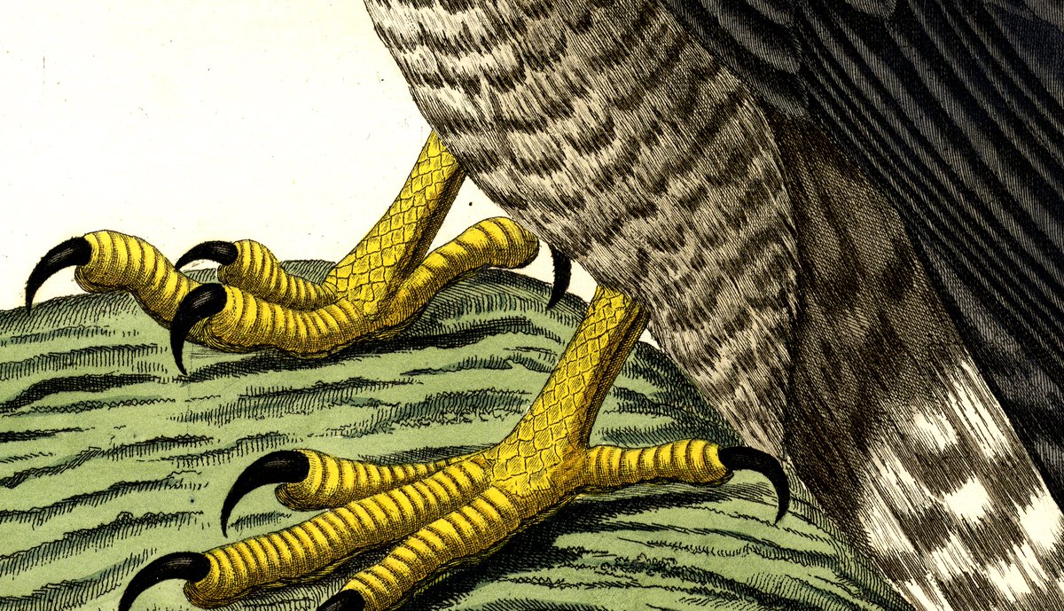 Claws and feathers of the peregrine falcon. Nederlandsche Vogelen, the most impressive book with birds from the Netherlands, 1770-1829. Collection St Agatha. From January 9 on show in @ValkhofMuseum